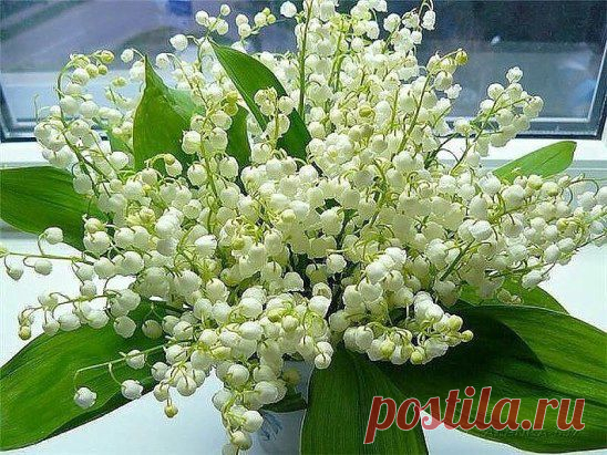 (51) Одноклассники