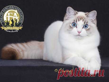 cfa cats - Поиск в Google