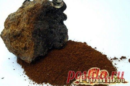 Гриб чага. | Советы Народной Мудрости