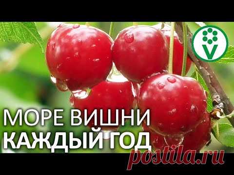 подкормка вишни после сбора урожая