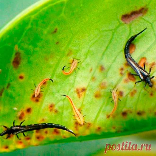 Вредитель комнатных растений Трипс. Это небольшие насекомые длиной 0,5-2 мм с тонким телом от желтоватого до черного цвета. Личинки длиной до 1 мм желтовато-белой окраски. Взрослые особи способны перелетать на сравнительно большие расстояния. Трипсы селятся на надземных частях комнатных культур колониями. Яйца откладывают внутри мягких тканей листьев. Обнаружить насекомых можно чаще на обратной стороне листовых пластинок. Взрослые вредители и личинки высасывают сок из листьев.