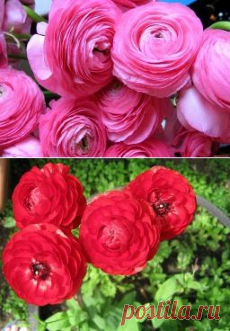 Ранункулюс: посадка и уход - Садоводка