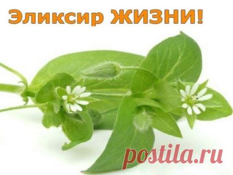 СМЕСЬ ДЛЯ ПЕЧЕНИ И ЩИТОВИДКИ ПО РЕЦЕПТУ ВАНГИ.
Свежий сок травы мокрицы , соединенный с медом. В соотношении 1 к 3, это идеальное средство для лечения заболеваний печени и щитовидной железы. 
Состав принимают вовнутрь по 1 ч.л. 4-5 раз в день. ( курс 2-3 недели в зависимости от заболевания)
Эта смесь восстанавливает работу печени и щитовидной железы. Ее можно использовать как профилактику курсом 10 дней.
Мокрица чистит сосуды и улучшает память.
Мокрица — это трава с мелким...