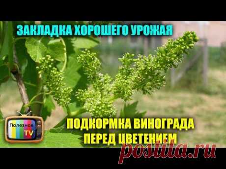 ПОДКОРМКА ВИНОГРАД ДО ЦВЕТЕНИЯ ЧЕМ И КАК ПОДКАРМЛИВАТЬ