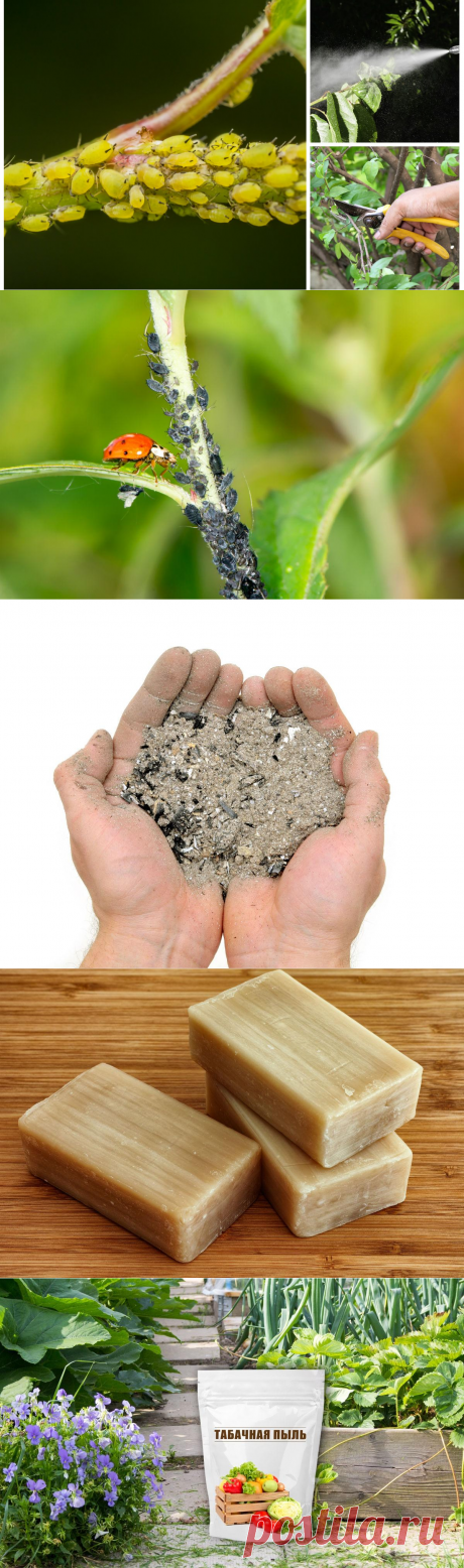 Чем обработать растения от тли во время плодоношения