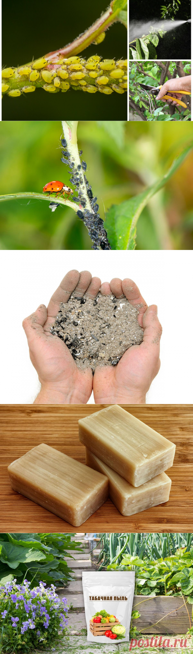 Чем обработать растения от тли во время плодоношения