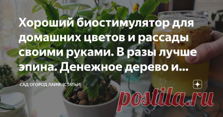 Хороший биостимулятор для домашних цветов и рассады своими руками. В разы лучше эпина. Денежное дерево и декабрист после него цветут 100%. Вы будете очень удивлены информацией, которую узнаете из этой статьи. И я отнюдь не преувеличиваю, подкормка о которой пойдет речь, натуральная, но максимально эффективная. Ее я всегда применяю для подкормки домашних растений осенью и даже зимой. В общем расскажу как делаю ее я, а главное зачем. Но обо всем по порядку. Для многих образо...