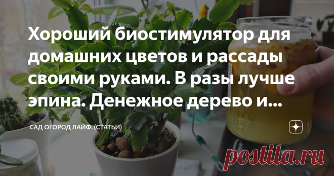 Хороший биостимулятор для домашних цветов и рассады своими руками. В разы лучше эпина. Денежное дерево и декабрист после него цветут 100%. Вы будете очень удивлены информацией, которую узнаете из этой статьи. И я отнюдь не преувеличиваю, подкормка о которой пойдет речь, натуральная, но максимально эффективная. Ее я всегда применяю для подкормки домашних растений осенью и даже зимой. В общем расскажу как делаю ее я, а главное зачем. Но обо всем по порядку. Для многих образо...