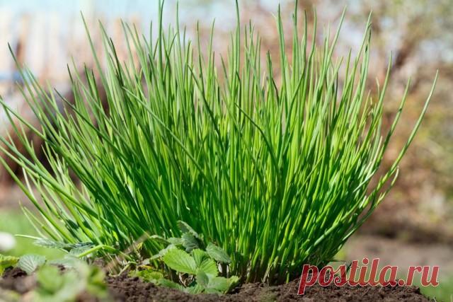 Шнитт-лук — полезная культура для ленивых. Описание, выращивание. посадка и уход. Сорта. Фото - Ботаничка.ru