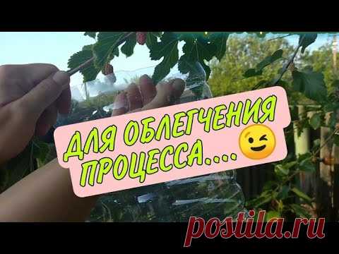 ЛАЙФХАК для сбора ягод!