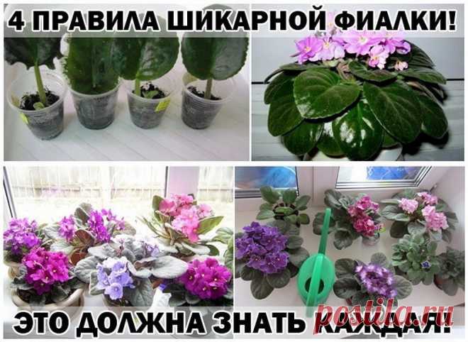Правила шикарной фиалки