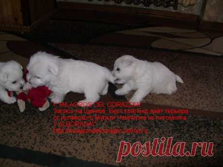 Племзавод &quot; MILAGROS DEL CORAZON &quot; c любовью и гордостью предлагает к резервированию малышей ВЕСТ ХАЙЛЕНД ВАЙТ ТЕРЬЕРА - 1 мальчика и 3 девочек ,рожденных от испанского производителя ,Мультичемпиона из лучшего питомника с мировым именем &quot; ALBORADA&quot;
