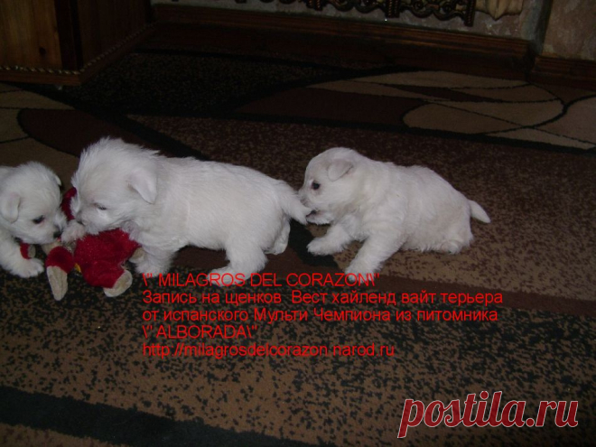 Племзавод " MILAGROS DEL CORAZON " c любовью и гордостью предлагает к резервированию малышей ВЕСТ ХАЙЛЕНД ВАЙТ ТЕРЬЕРА - 1 мальчика и 3 девочек ,рожденных от испанского производителя ,Мультичемпиона из лучшего питомника с мировым именем " ALBORADA"
