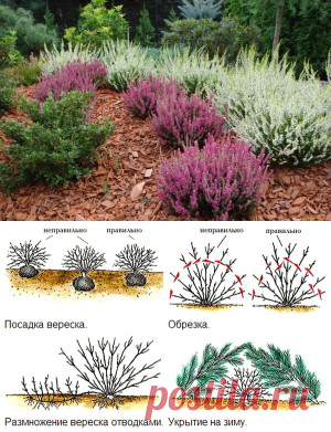 Эрика - вересковая красавица. | Для дачников.ру