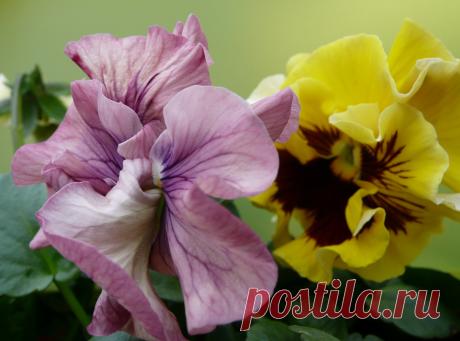 250208 pansies growing in the greenhouse