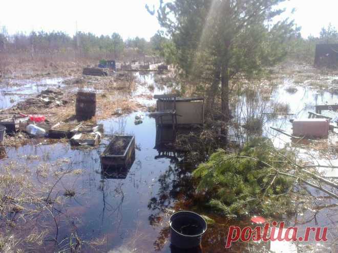 Огород вдоль болот. Рассказ о мечте, вдохновении и разрушении шаблонов 
Наш рассказ не о получении больших урожаев и сказочно крупных плодах. Это рассказ о мечте, вдохновении, возможностях, разрушении шаблонов, непростой судьбе болотного огородника. 

О том, что каждый ч…