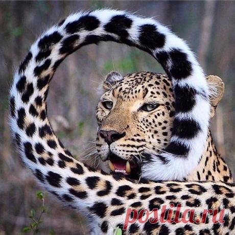 МИР УДИВИТЕЛЬНЫХ КОШЕК