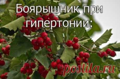 Лечение гипертонии народными средствами |