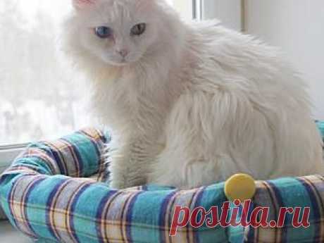 Мастерим ложе для любимого котика