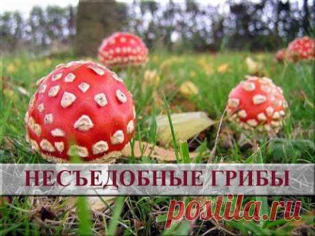 Несъедобные грибы фото и название. Ядовитые грибы - YouTube