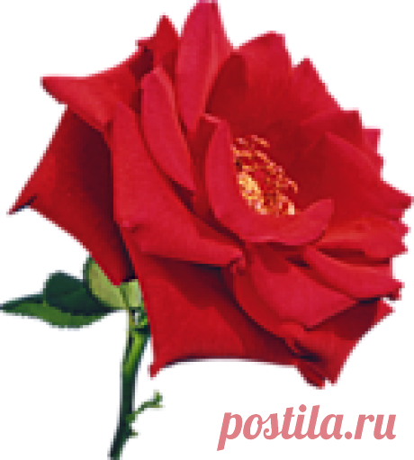 Клипарт "Бутоны роз"