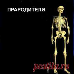 Дэвид Уилкок. Уроки мудрости: Войны Малдека