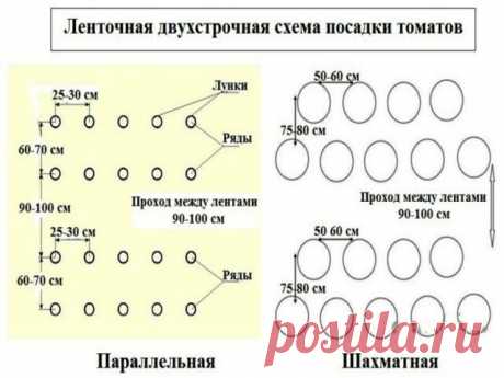 Один из высокоурожайных томатов для дачи!Что это за сорт?Самый неординарный и оригинальный детерминантный сорт томата 2020 года! | Дачная жизнь | Яндекс Дзен