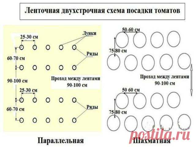 Один из высокоурожайных томатов для дачи!Что это за сорт?Самый неординарный и оригинальный детерминантный сорт томата 2020 года! | Дачная жизнь | Яндекс Дзен