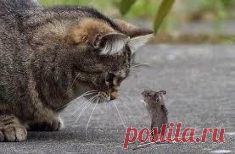 Интересные демотиваторы для настроения (10 фото)