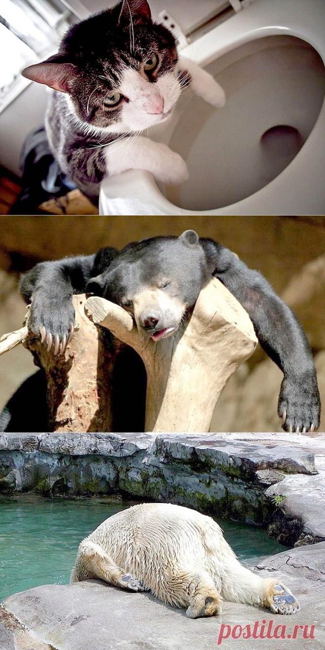 Животные после праздников (14 фото) | Хитрости Жизни