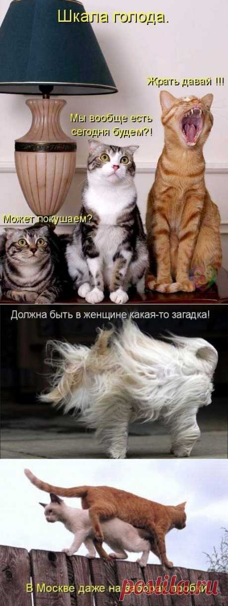 Котоматрицы