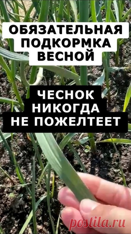 Чтобы чеснок не пожелтел обязательно подкормите этим весной #дача #огород #сад #урожай