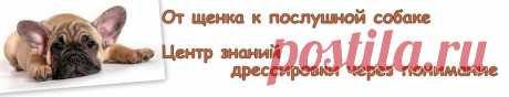 Важное!!! Скачать - продожение по работе с командой Ко мне! - Дрессировка и обучение щенка.Построение правильных отношений с собакой - пес слушается с радостью. обучение и дрессировка щенка командам Выбор породы и щенка. Центр знаний по дрессировке "Sunnydog"