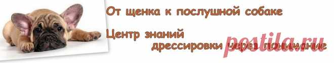 Важное!!! Скачать - продожение по работе с командой Ко мне! - Дрессировка и обучение щенка.Построение правильных отношений с собакой - пес слушается с радостью. обучение и дрессировка щенка командам Выбор породы и щенка. Центр знаний по дрессировке 