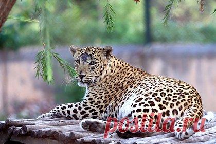 Леопард пробрался в деревню и растерзал мужчину