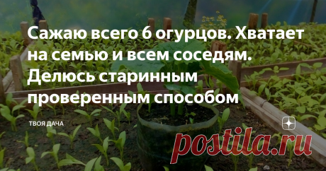 Сажаю всего 6 огурцов. Хватает на семью и всем соседям. Делюсь старинным проверенным способом В условиях, когда мало земли, а урожай хочется большой, как показывает практика достаточно иметь одну не большую емкость для того, чтобы забыть про походы на рынок за свежими зеленцами. При таком способе сплошные плюсы, а именно:
не будет сорняков
удобно ухаживать за кустом
не нужны подвязывания