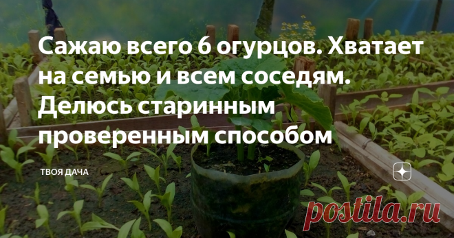 Сажаю всего 6 огурцов. Хватает на семью и всем соседям. Делюсь старинным проверенным способом В условиях, когда мало земли, а урожай хочется большой, как показывает практика достаточно иметь одну не большую емкость для того, чтобы забыть про походы на рынок за свежими зеленцами. При таком способе сплошные плюсы, а именно:
не будет сорняков
удобно ухаживать за кустом
не нужны подвязывания