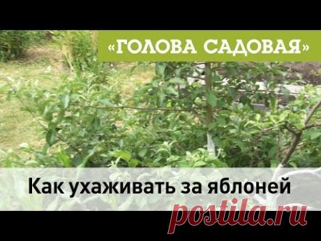 Как ухаживать за яблоней