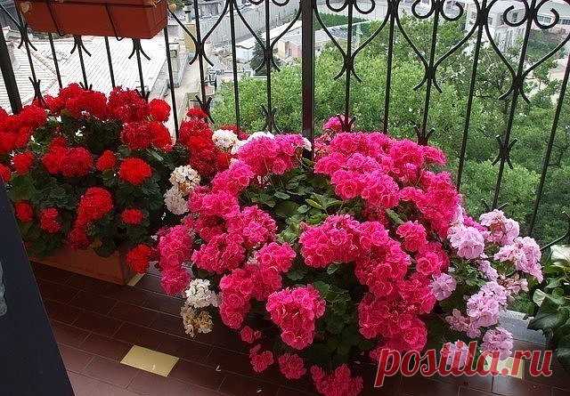 Хотите чтобы герань пышно цвела круглый год? - ПОИТЕ ЕЕ БРАЖКОЙ! 
Цветение будет продолжаться практически круглый год! Растение станет мощным, сильным, практически не будет подвержено солнечным ожогам, будет легко переносить жару и не будет болеть.
Состав эликсира очень прост и доступен:
Вода - 2,7 л
Дрожжи - 100 г
Сахар - 0,5 стакана
А вот, собственно, и сам рецептик:
В трехлитровую банку залейте 2,6-2,7 л отстоянной воды без хлора.
Разведите в теплой воде дрожжи, после ч...