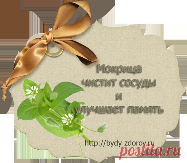 Мокрица чистит сосуды и улучшает память |