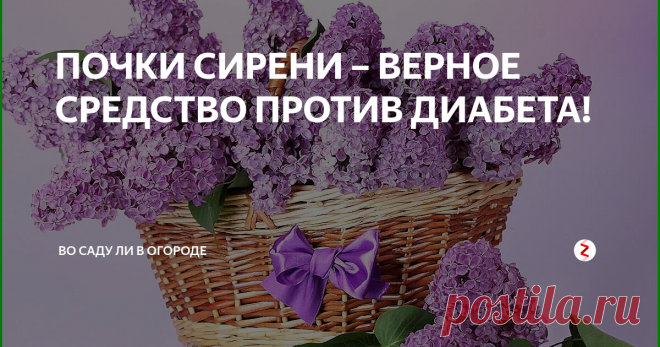 ПОЧКИ СИРЕНИ – ВЕРНОЕ СРЕДСТВО ПРОТИВ ДИАБЕТА!