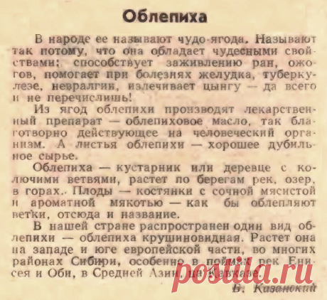 Облепиха