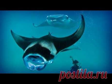 Maldives: diving paradise (full documentary)