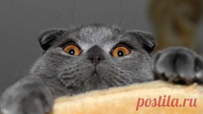 20 нереально милых гифок с котиками » BigPicture.ru