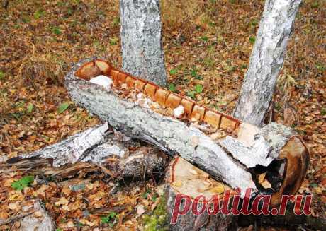 Секреты грамотного обустройства солонцов Для чего вообще охотники организуют солонцы? Соль для любого организма крайне важна, но в живой природе ее очень немного. Поэтому, как только находится место, где можно добыть хоть немного соли, звери стараются держаться там. Соль необходима самцам копытных в период развития рогов, а самкам – во время вынашивают детенышей. Захаживают на солонцы также кабаны и даже зайцы. Любят бывать на солонцах некоторые птицы. Если обустроить солонцы правильно, можно…