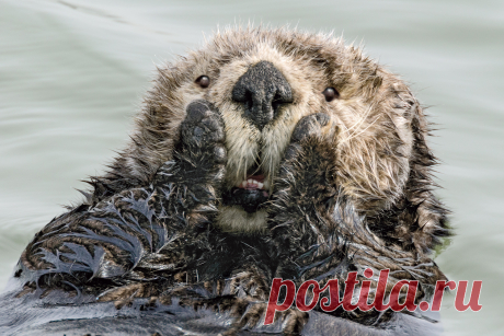 Comedy Wildlife Photo Awards 2019: животные, которые станут мемами — Российское фото
