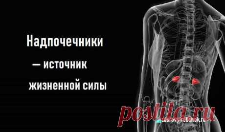 Надпочечники — источник жизненной силы Надпочечники — источник жизненной силы.Эндокринная система выполняет функции деятельности внутренних органов организма. Надпочечники