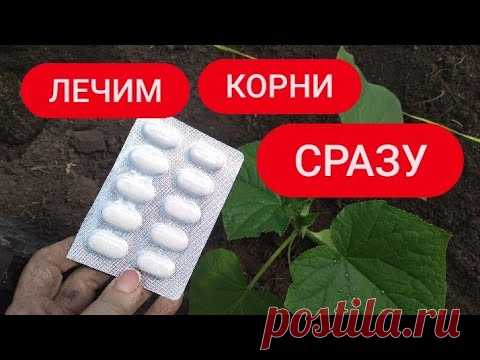 Накормите ОГУРЦЫ  В МАЕ, урожай собирайте до октября