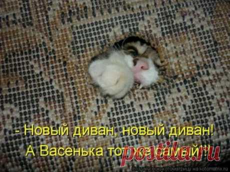 Ну, мур-ррр.