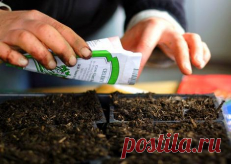Как сажать семена комнатных растений и цветов